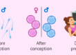 Can You Choose Your Baby's Gender
